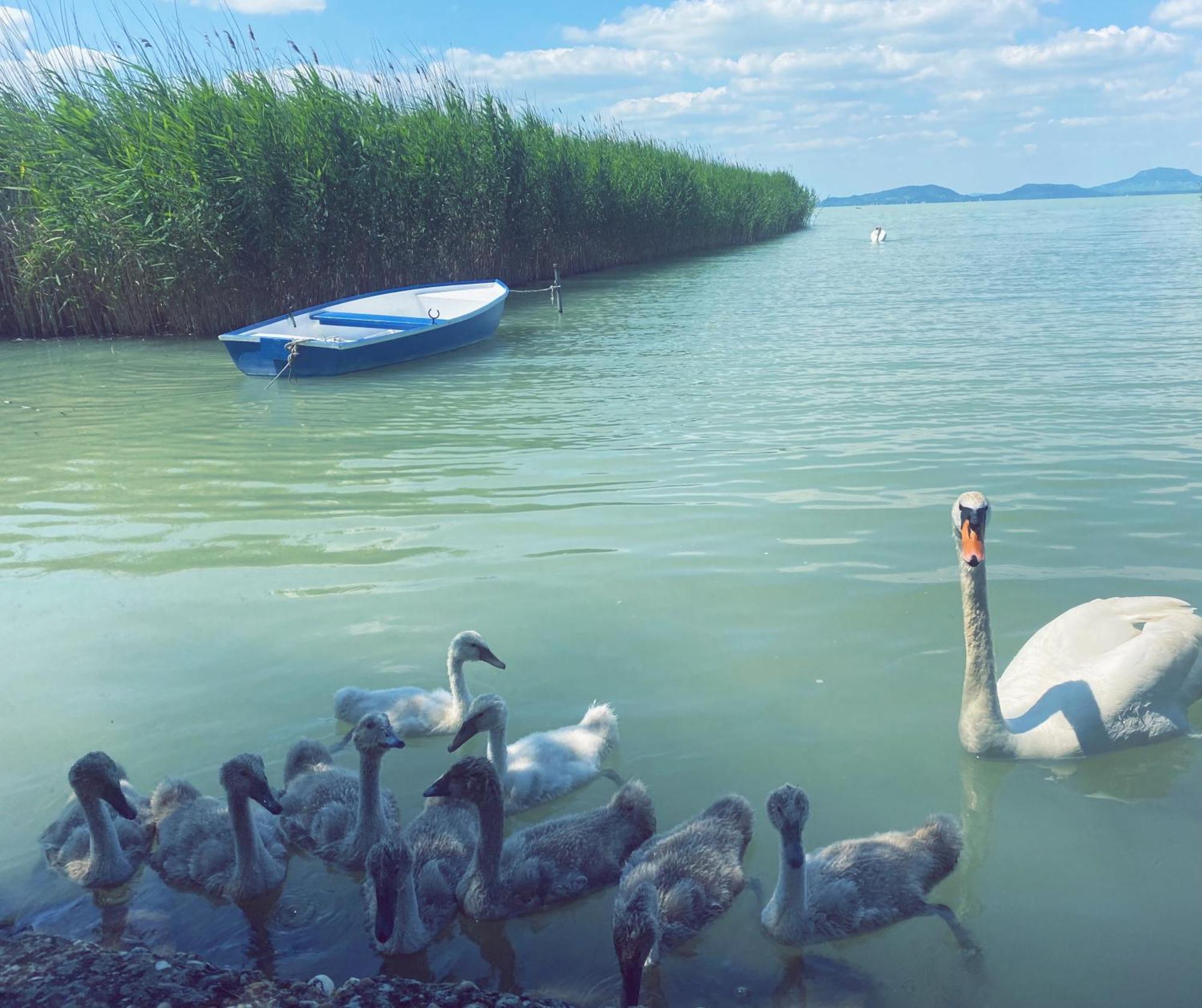 Balaton A Kertben - Balaton In The Garden - Beachfront Houses With Beautiful View, Private Beach Balatonfenyves Exterior photo
